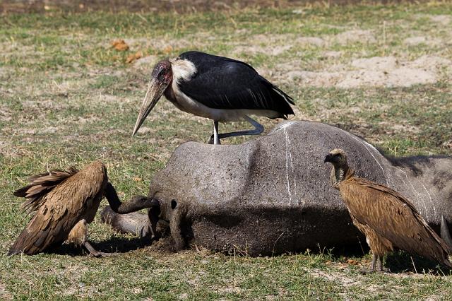 048 Chobe NP, afrikaanse maraboe en witruggieren.jpg